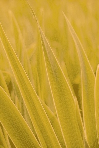 Идеальная зелень обои