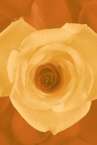 Необыкновенная роза обои