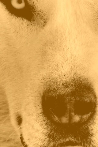 Сибирский хаски обои