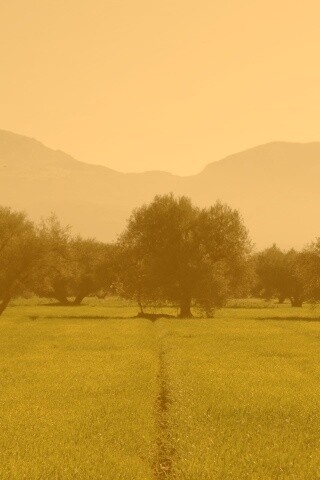 Зеленое поле обои