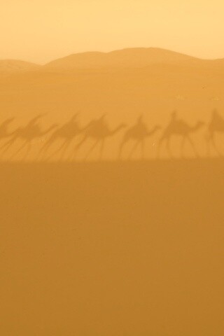 Караван обои