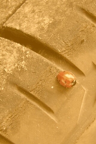 Божья коровка на автомобильной покрышке обои