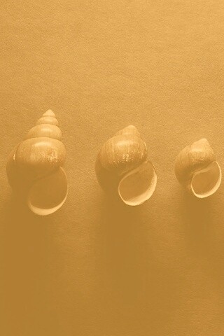 Раковины обои