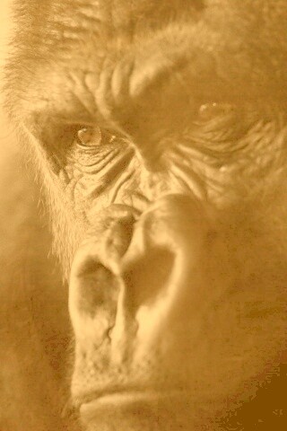 Фото орангутанга обои