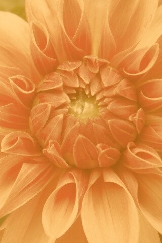 Аленький цветочек обои