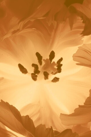 Пылающий цветок обои