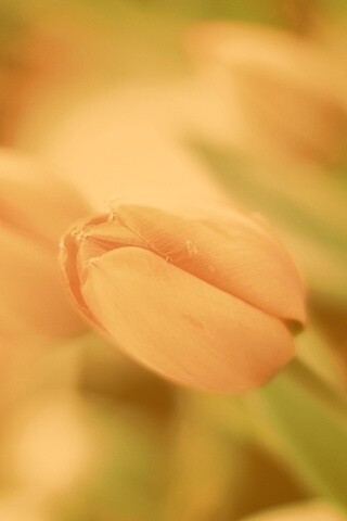 Красивый тюльпан обои
