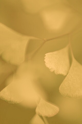 Дикие зеленые листья обои