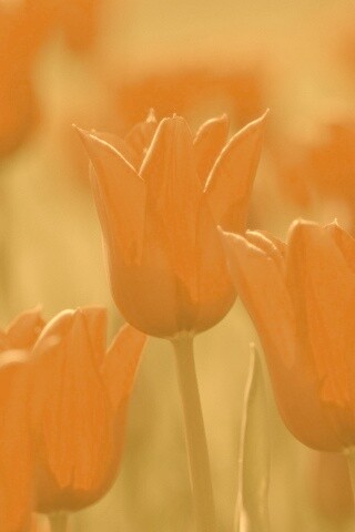 Красные цветы обои