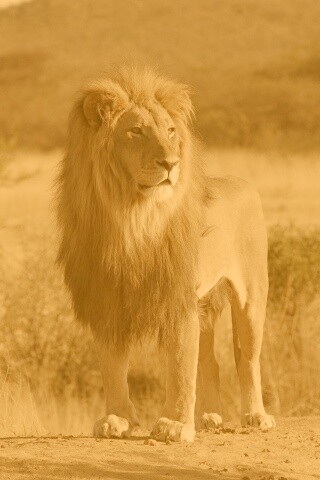 Царь зверей обои
