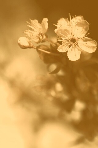 Цветок вишни обои