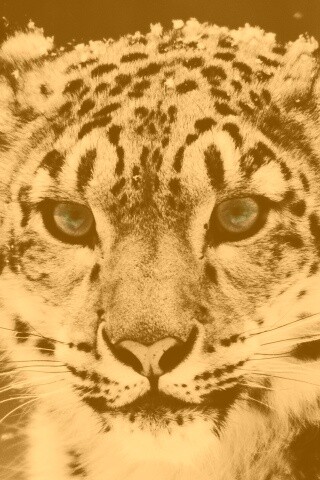 Снежный барс обои