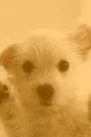 Белый любознательный щенок обои