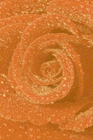 Красная роза обои