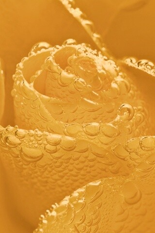 Мокрый желтый цветок обои