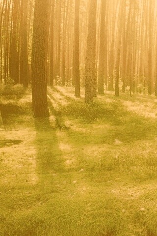Солнечный лес обои