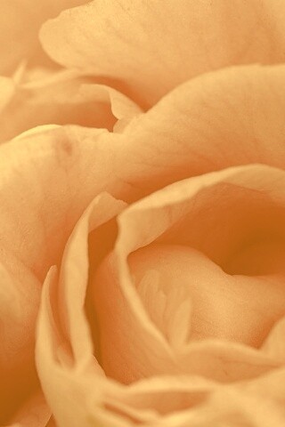 Розовый цветок обои