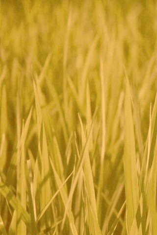 Яркая сочная трава обои