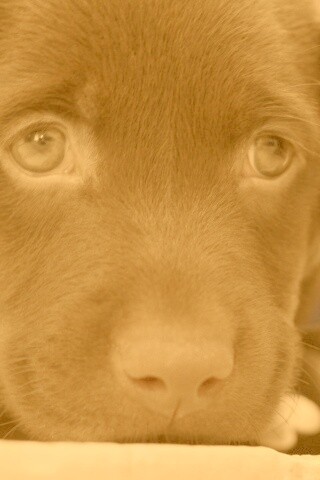 Пушистый шоколадка обои