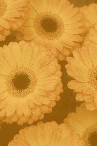 Желтые герберы обои