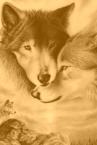Волки обои