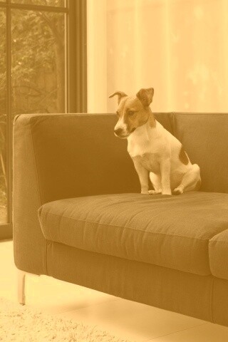Пес на диване обои