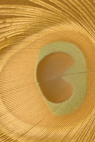 Перо павлина обои