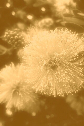 Сказочный цветок обои