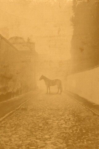 Лошадь в тумане обои
