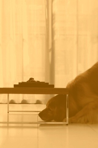 Большая собака под маленький столик обои