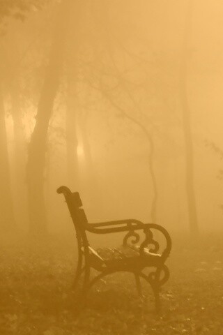 Темный лес обои