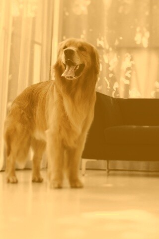 Собачка обои