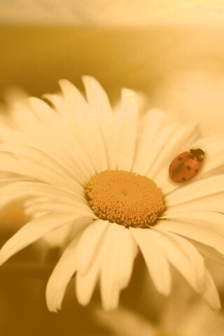 Божья коровка обои