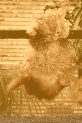 Мокрая киска обои