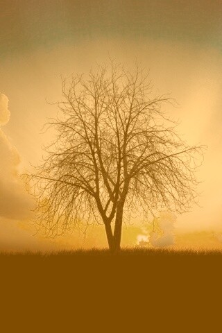 Дерево на закате обои