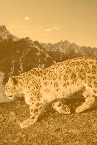 Леопард обои