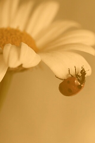 В гости к ромашке обои