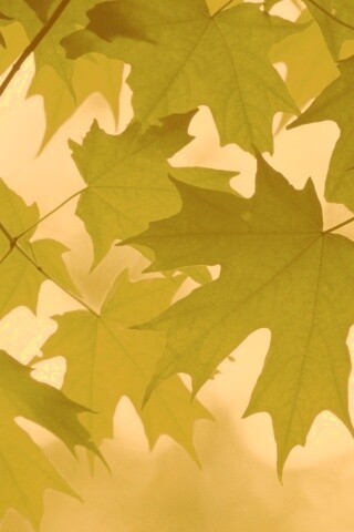 Кленовые листья обои