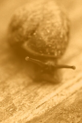 Улитка на ветке обои