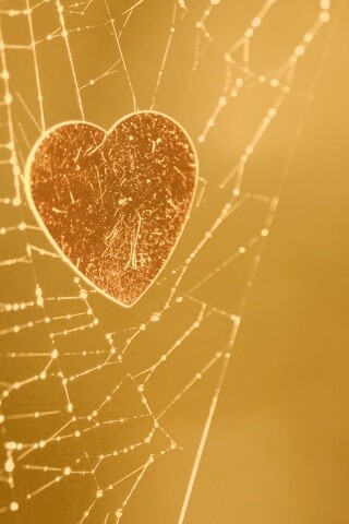 Запутавшаяся любовь.. обои