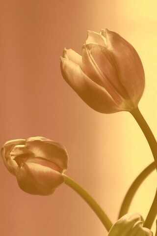 Сиреневые цветы обои