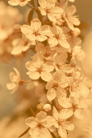 Цветение вишни обои