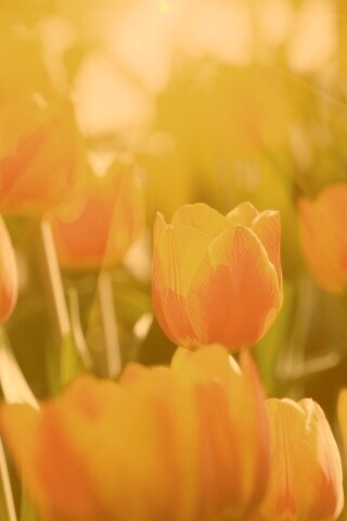Солнечные тюльпаны обои