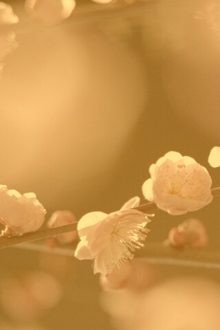 Цветущая вишня обои