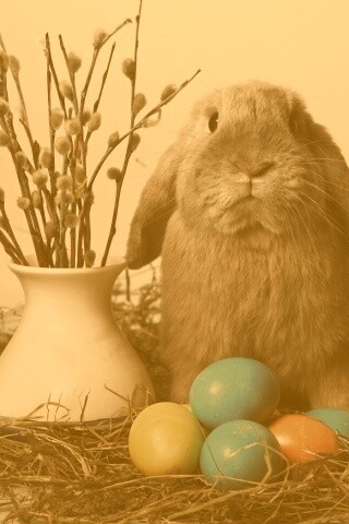 Пасхальный кролик обои