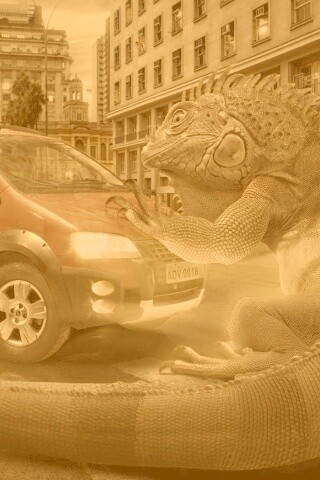 Ящерица в городе обои