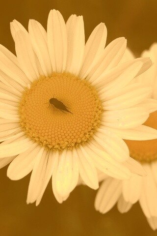 Ромашки обои