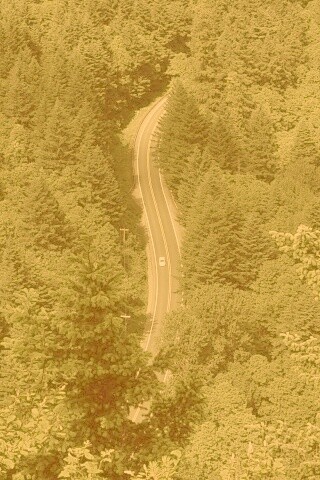 Лесная трасса обои