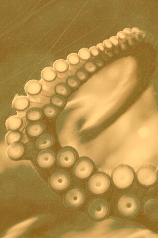 Щупальце обои