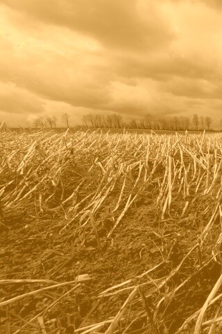 Убранное поле обои